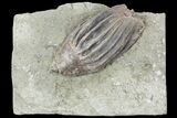 Crinoid (Macrocrinus) Fossil - Crawfordsville, Indiana #94816-2